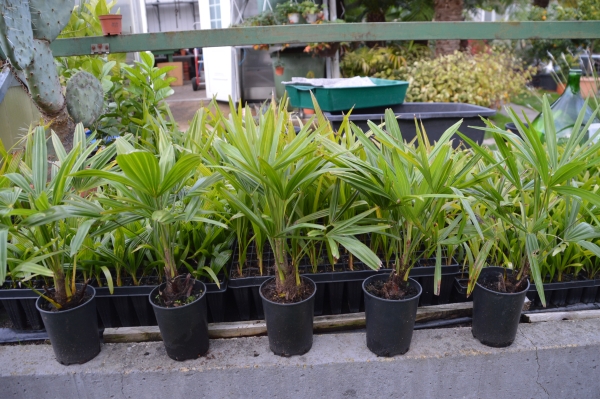 Hanfpalme Trachycarpus Fortunei winterhart bis 17-18 Grad 10 Stück im Bandel.